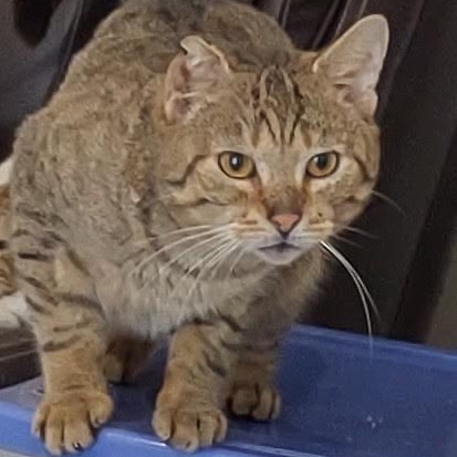 Marcus, a Adoptable Abyssinian in Norwalk, CT image 2/11