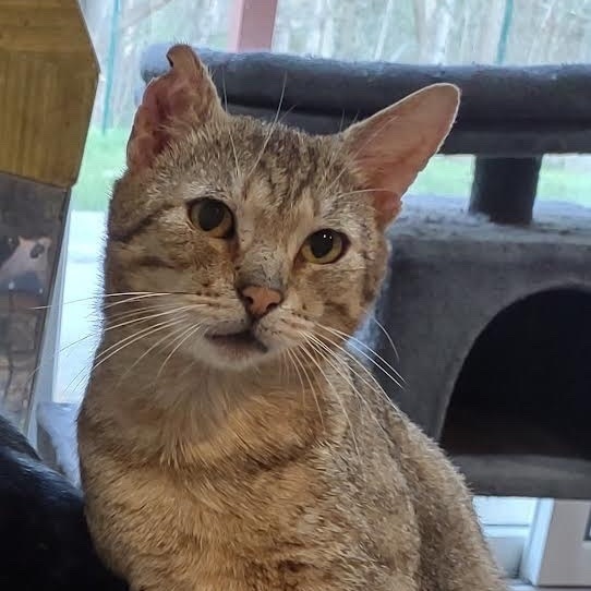 Marcus, a Adoptable Abyssinian in Norwalk, CT image 3/11