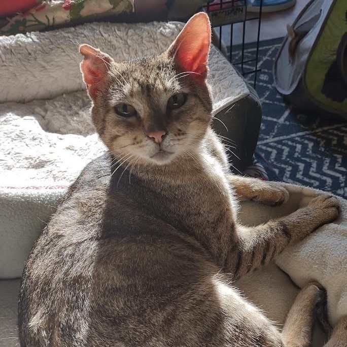 Marcus, a Adoptable Abyssinian in Norwalk, CT image 4/11