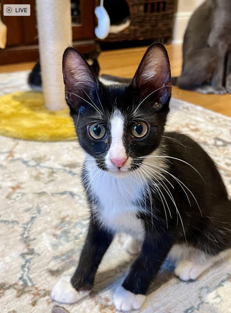 Enlarge Miso, a Adoptable mixed breed in Oradell, NJ image 1/2