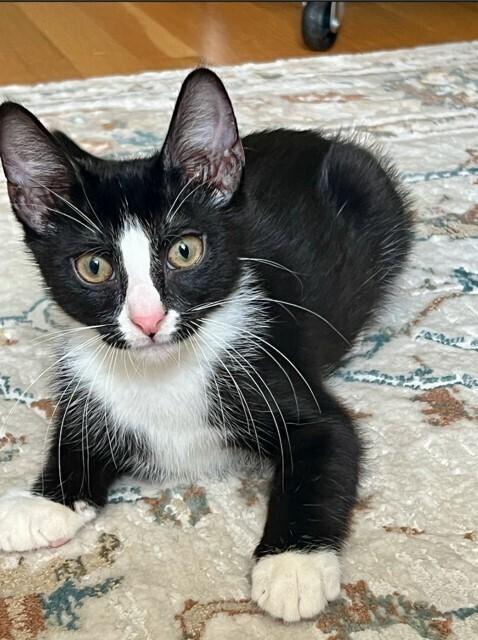 Enlarge Miso, a Adoptable mixed breed in Oradell, NJ image 2/2