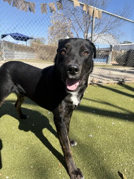 Lando, Adoptable, Young Male Labrador Retriever.