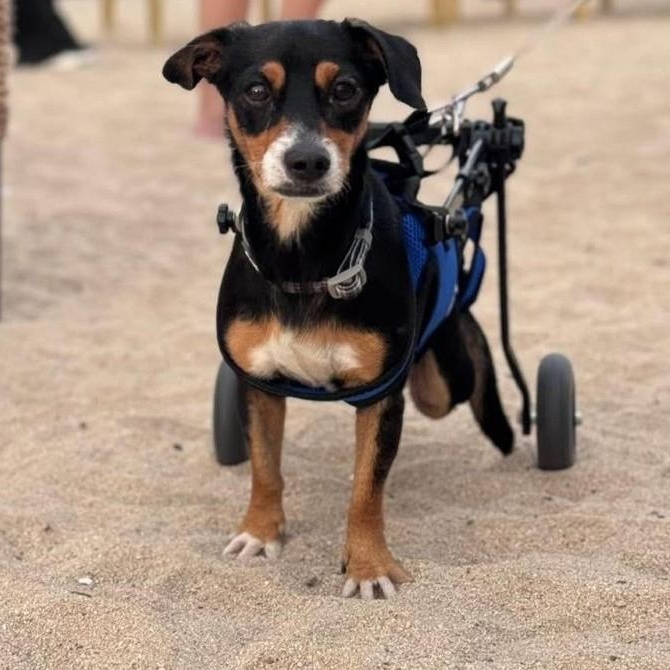 Enlarge Manguito, a Adoptable Mixed Breed in Sacramento, CA image 1/5