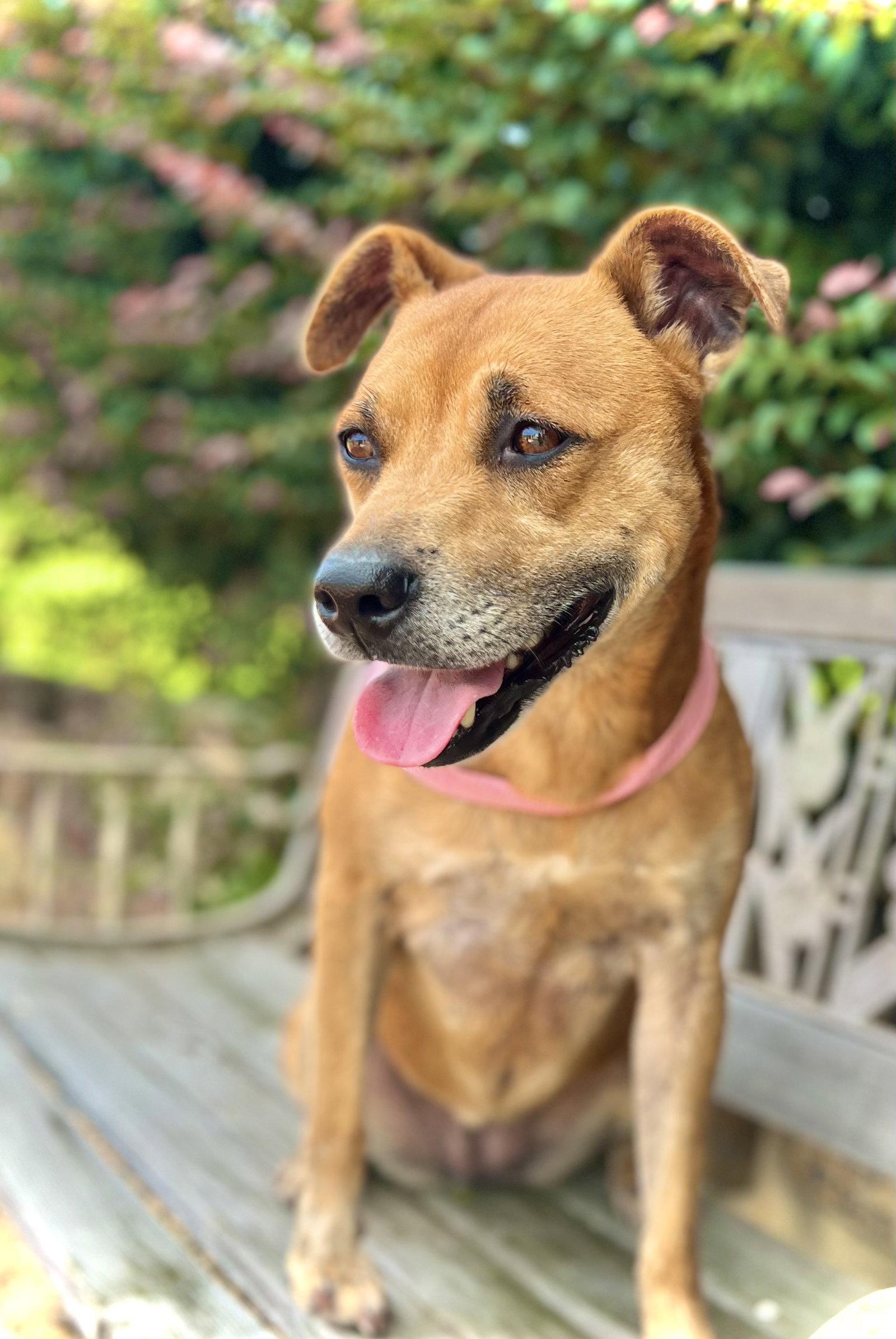Charlotte Jun 22 - Make SOS, Adopted, Adult Female Shiba Inu & Pit Bull Terrier.