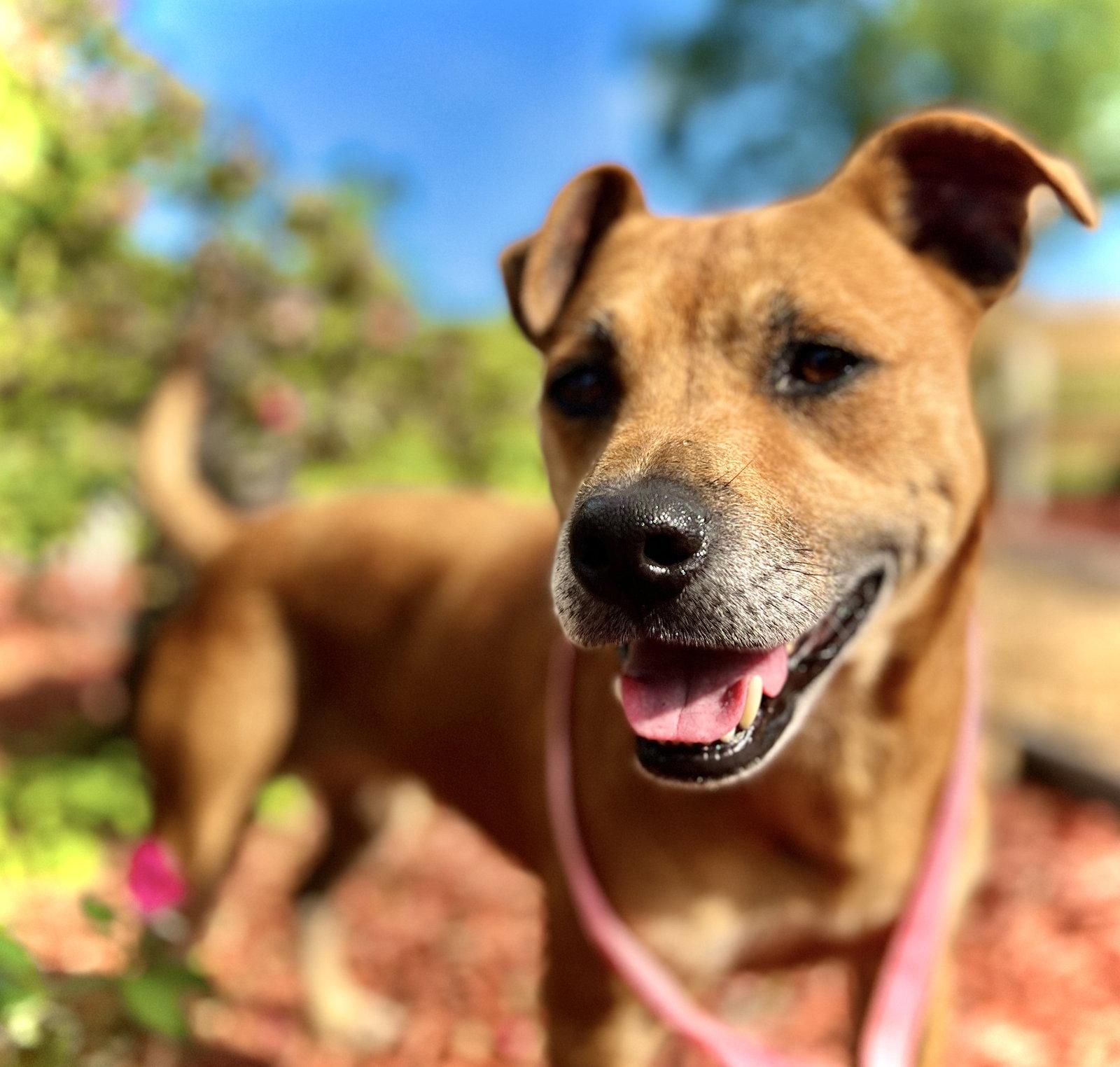 Enlarge Charlotte Jun 22 - Make SOS, a Adopted mixed breed in Pacolet, SC image 2/3