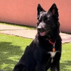 Willow, adopted, Adult Female German Shepherd Dog.