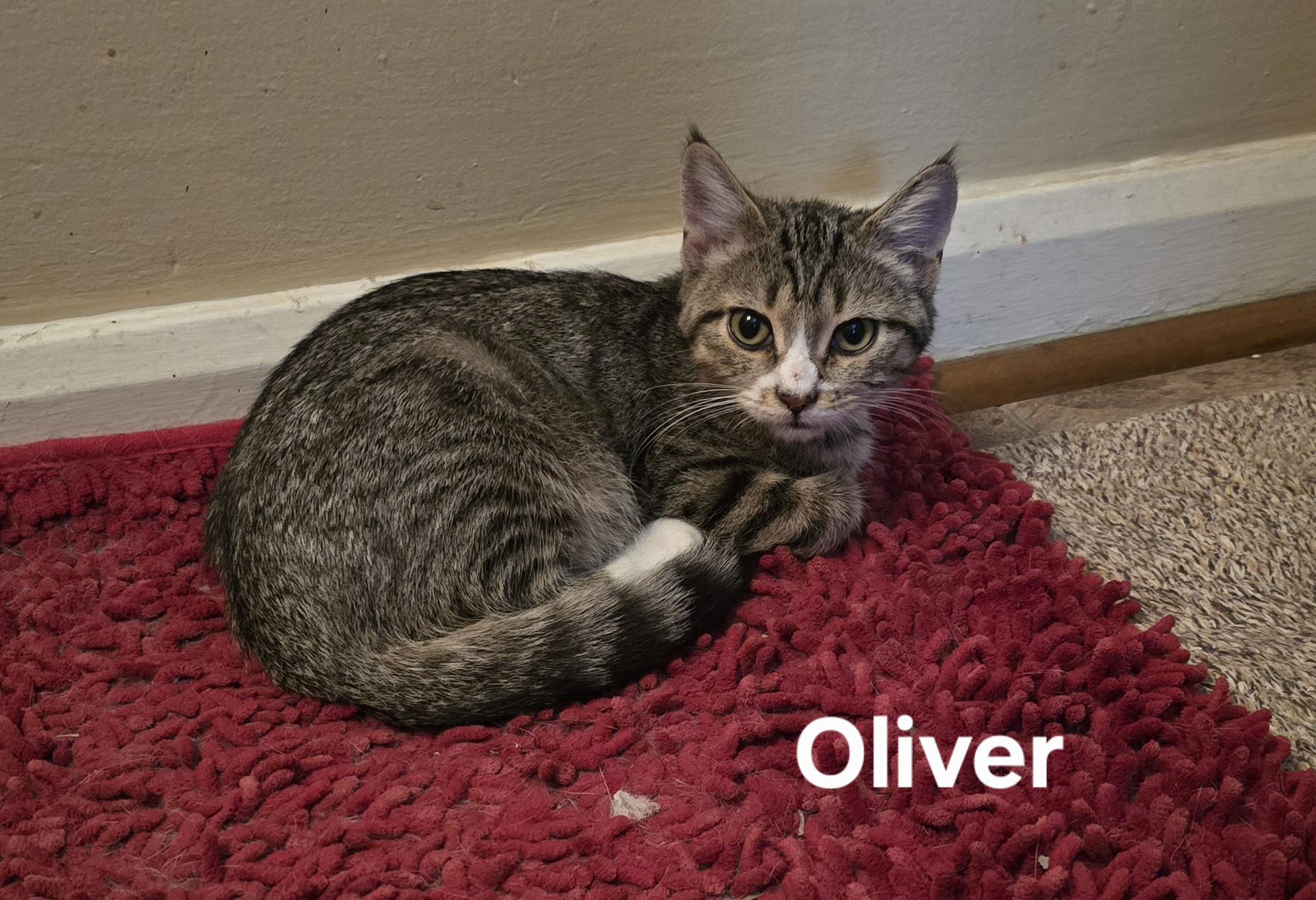 Oliver, Adopted, Kitten Male Domestic Short Hair.