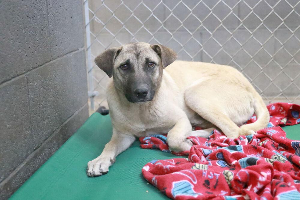 Harold, a Adoptable mixed breed in Page, AZ image 1/2