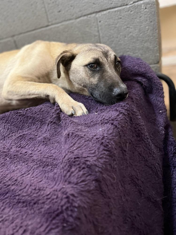Harold, a Adoptable mixed breed in Page, AZ image 2/2