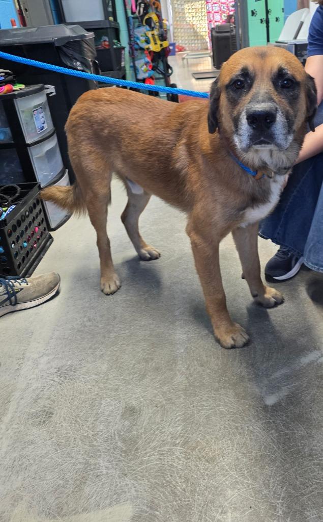 Enlarge Rye, a Adoptable mixed breed in Camden, TN image 1/1