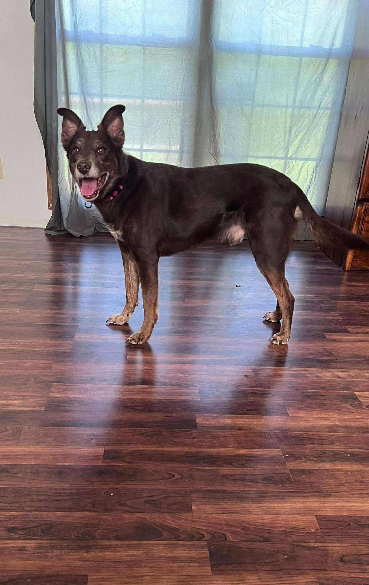 Enlarge Charlie Brown, a Adoptable mixed breed in Cedar Rapids, IA image 3/6