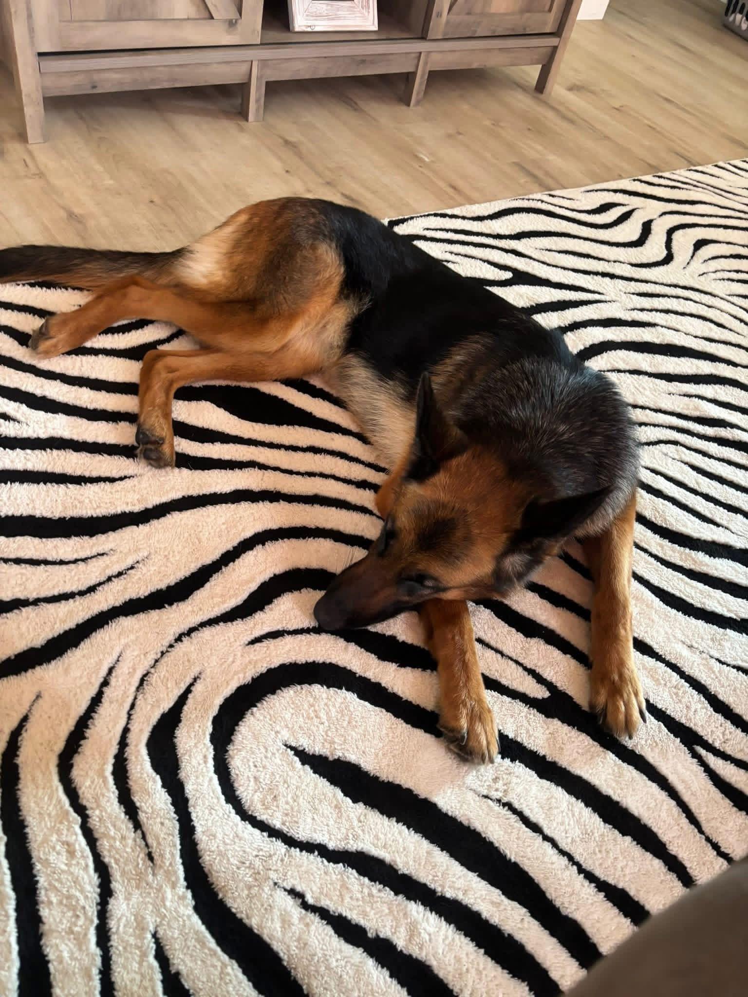 Enlarge Bailey (Sponsored Post), a ADOPTABLE German Shepherd Dog in East Longmeadow, MA image 3/5