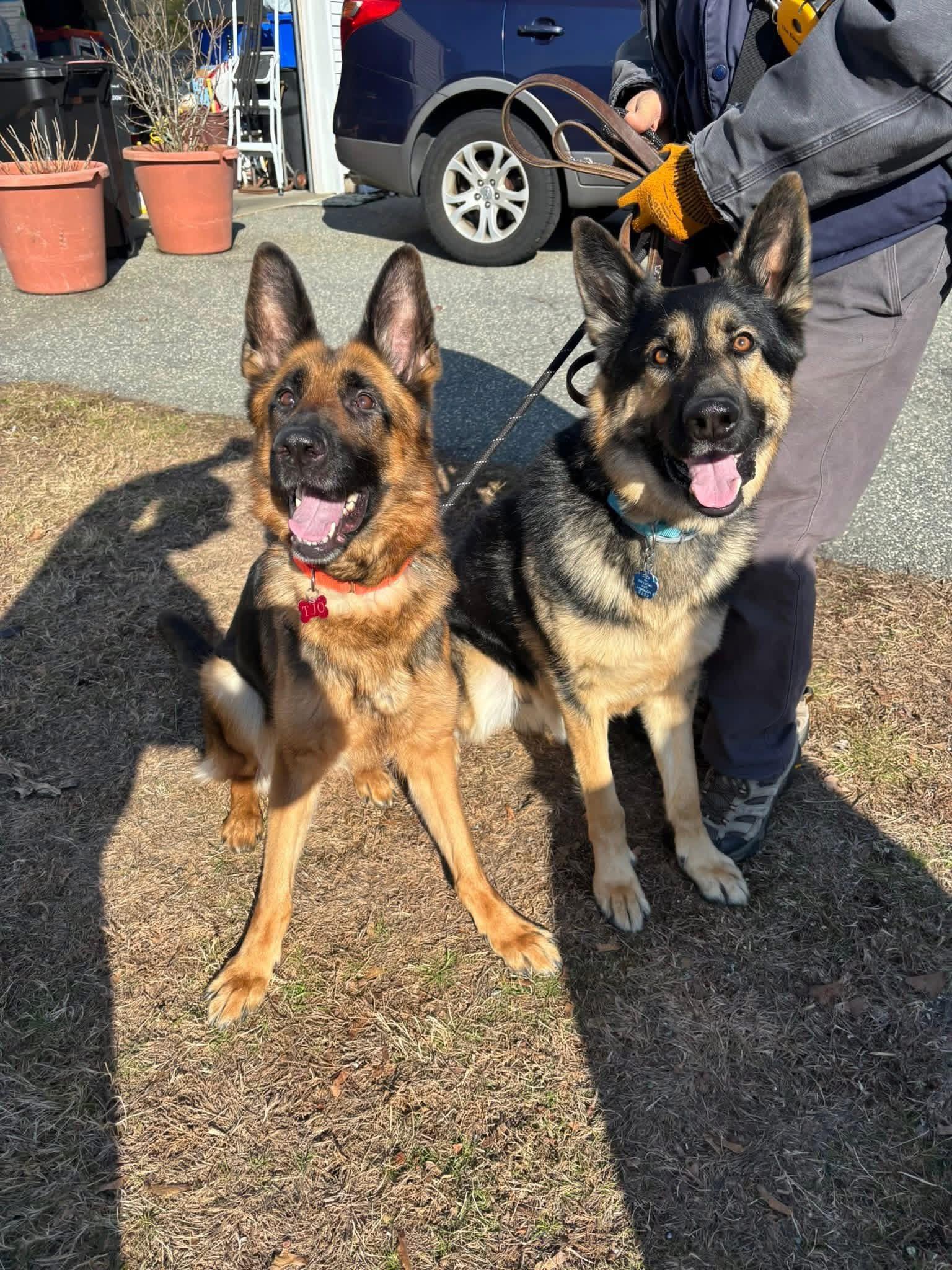 Enlarge Bailey (Sponsored Post), a ADOPTABLE German Shepherd Dog in East Longmeadow, MA image 2/5