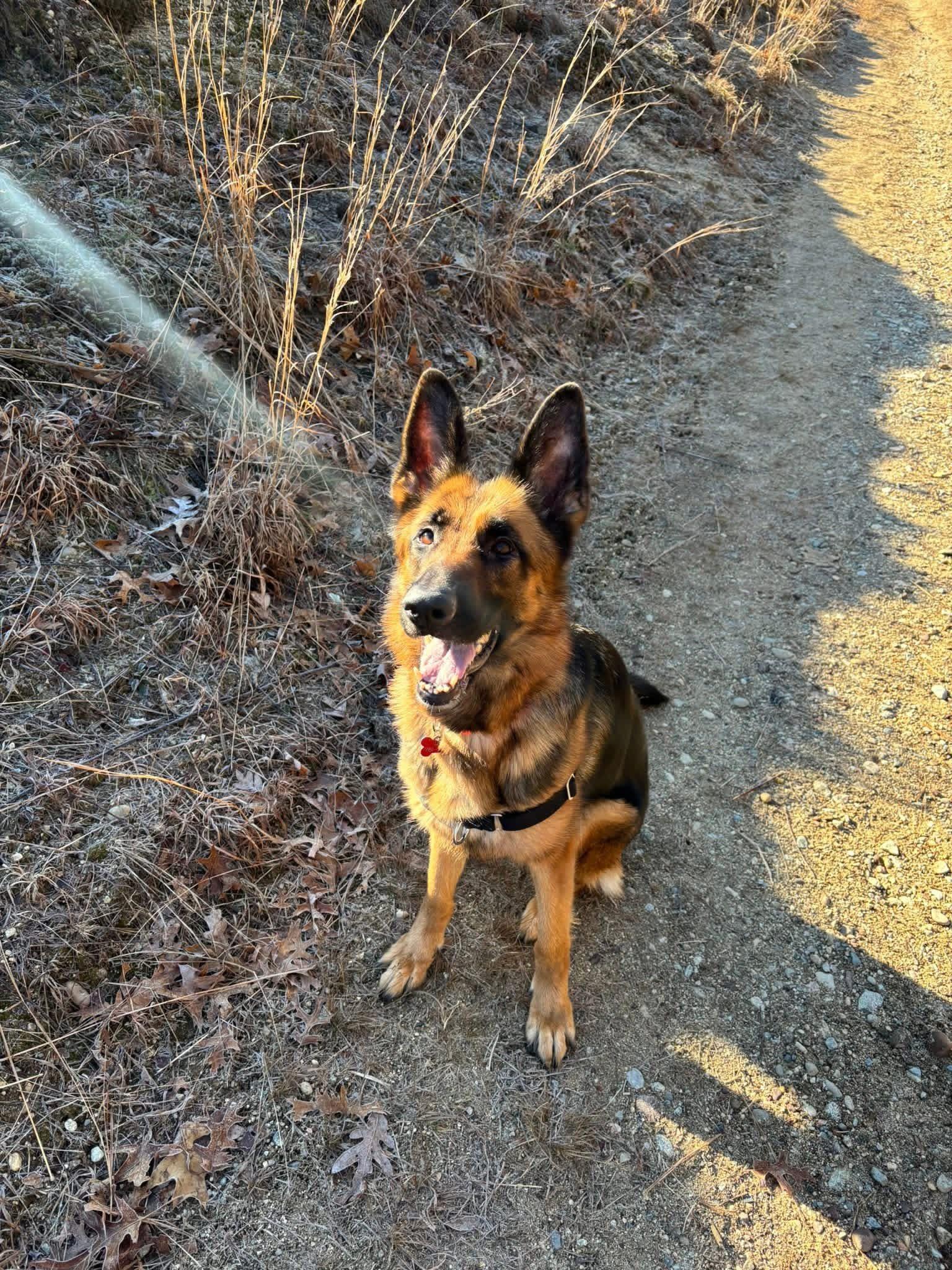 Enlarge Bailey (Sponsored Post), a ADOPTABLE German Shepherd Dog in East Longmeadow, MA image 5/5