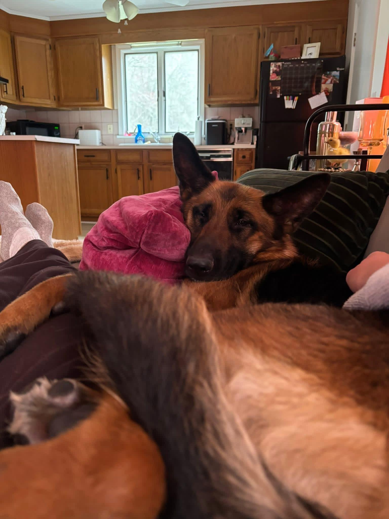 Enlarge Bailey (Sponsored Post), a ADOPTABLE German Shepherd Dog in East Longmeadow, MA image 4/5
