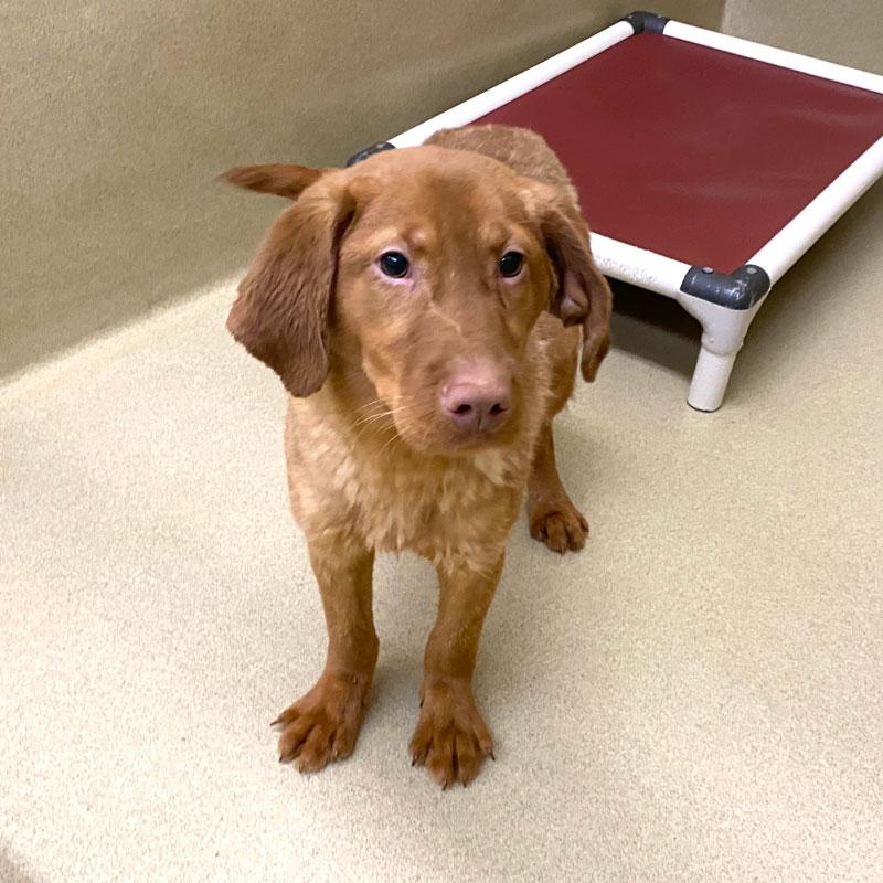 Red #22029, adopted, Puppy Male Labrador Retriever.