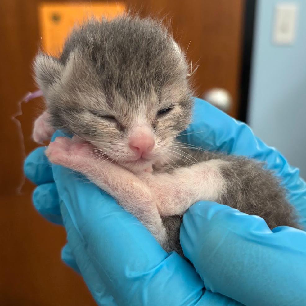 Violet (purple), Adoptable, Kitten Female Domestic Short Hair.