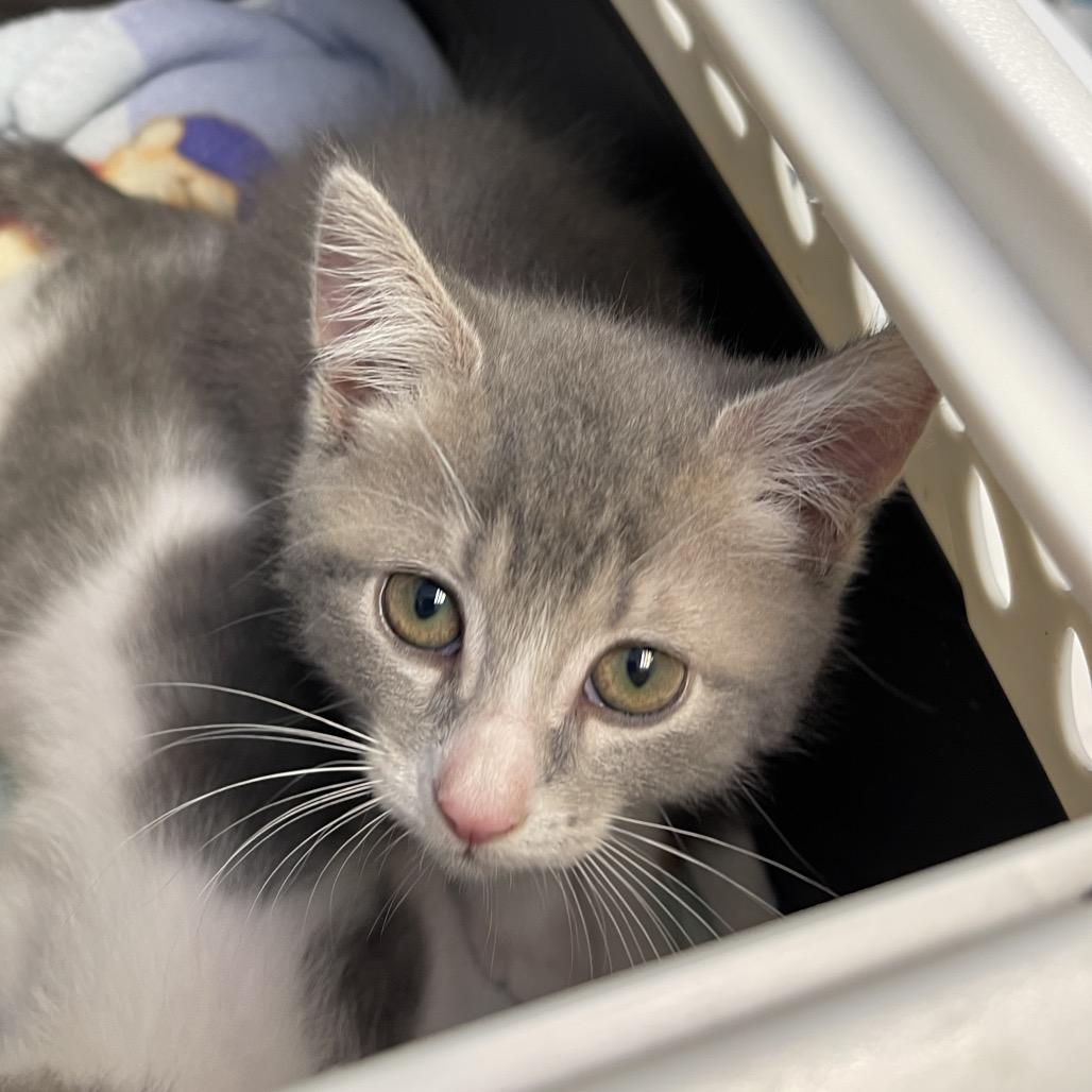 Enlarge Violet (purple), a Adoptable Domestic Short Hair in Walden, NY image 3/3