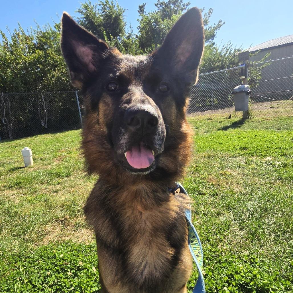 Louis, Adoptable, Adult Male German Shepherd Dog.