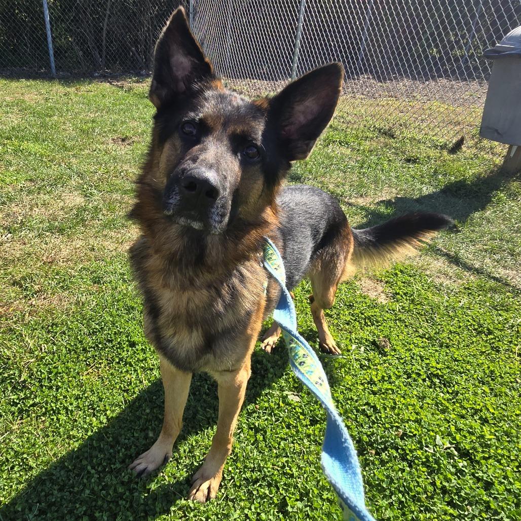 Enlarge Louis, a Adopted German Shepherd Dog in Champaign, IL image 2/3