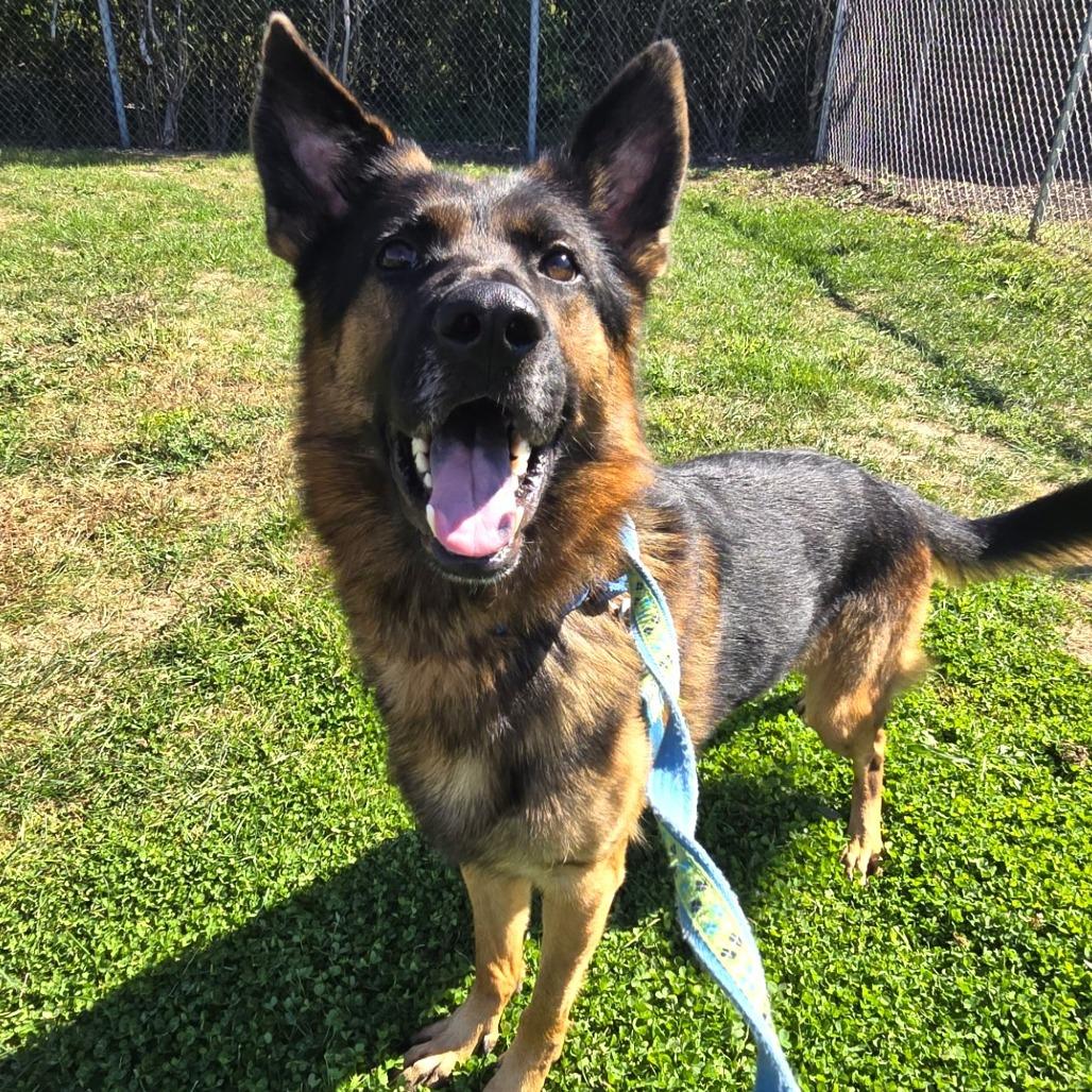 Enlarge Louis, a Adopted German Shepherd Dog in Champaign, IL image 3/3