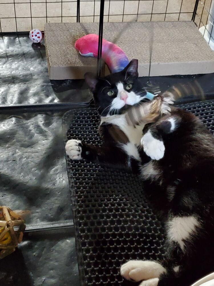 Enlarge Colin Feral, a Adoptable Domestic Short Hair in Virginia Beach, VA image 2/6