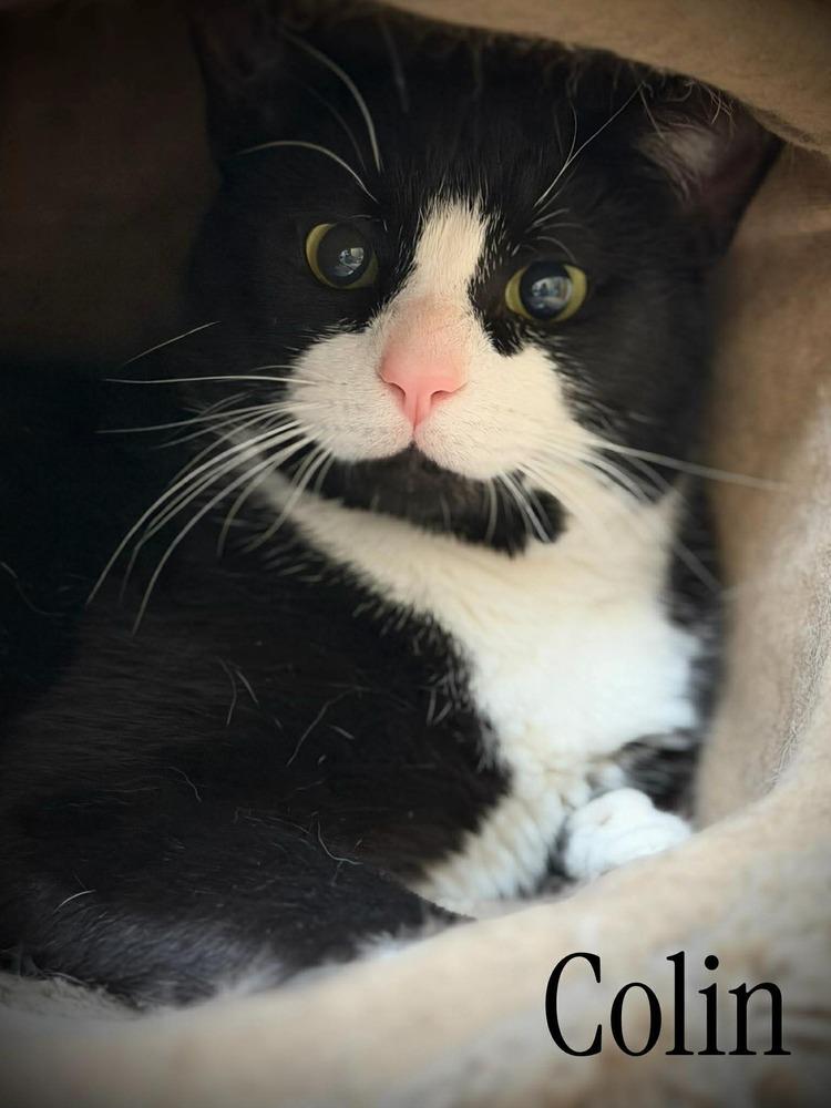Enlarge Colin Feral, a Adoptable Domestic Short Hair in Virginia Beach, VA image 4/6