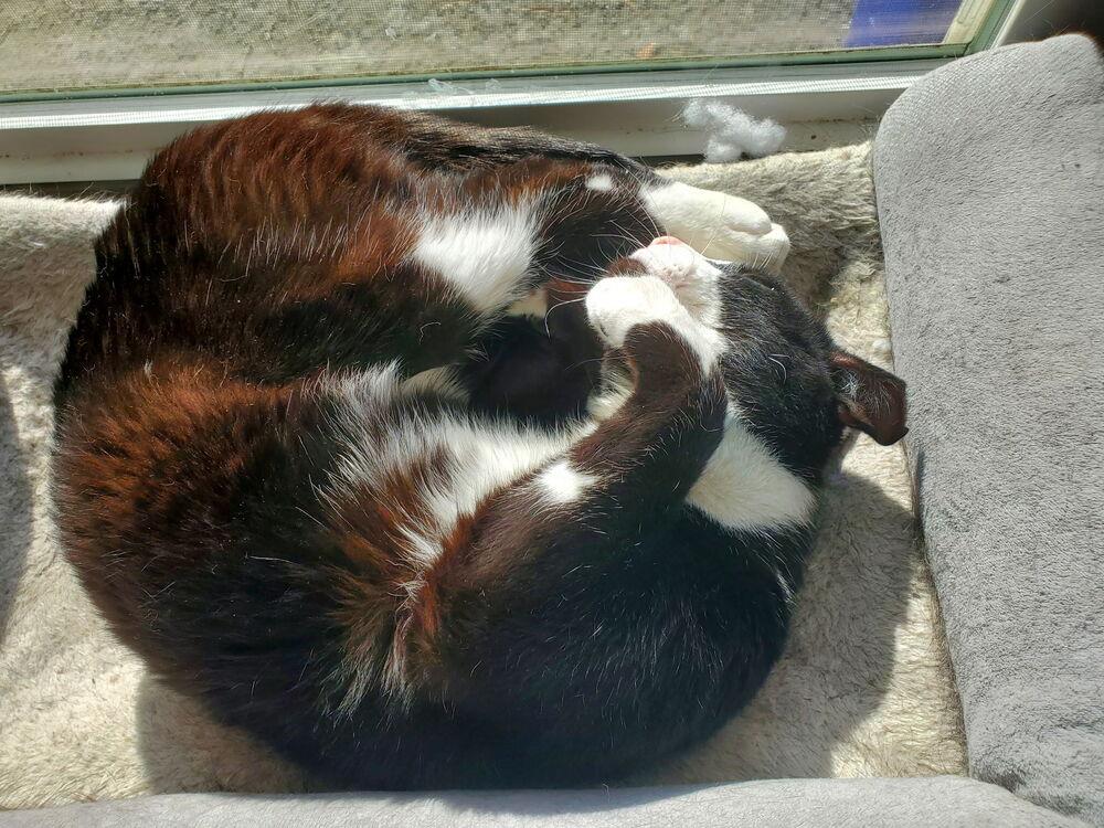Enlarge Colin Feral, a Adoptable Domestic Short Hair in Virginia Beach, VA image 5/6