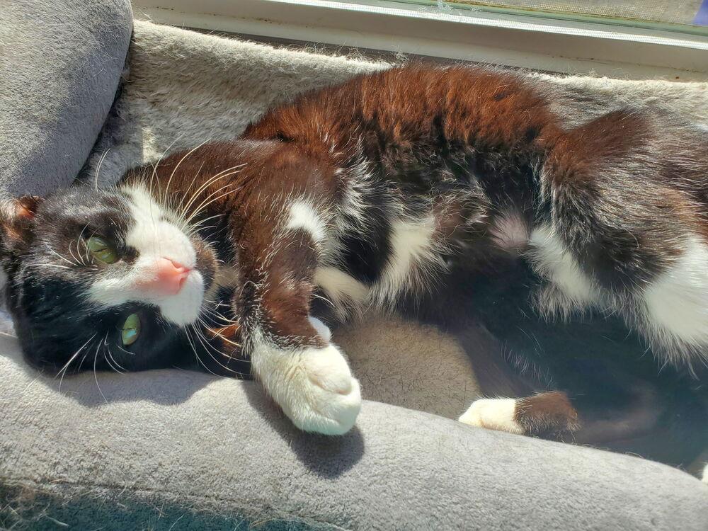 Enlarge Colin Feral, a Adoptable Domestic Short Hair in Virginia Beach, VA image 6/6