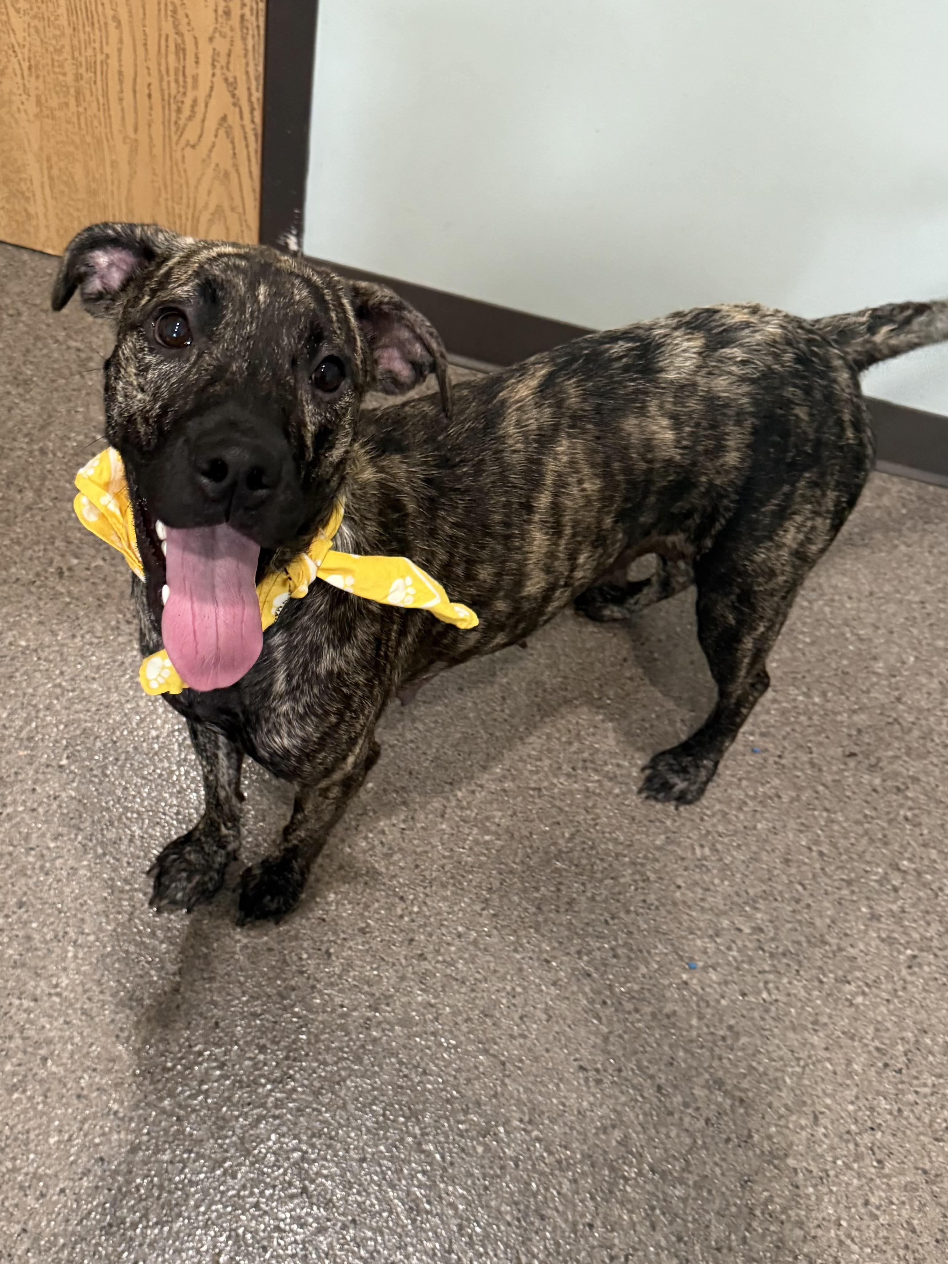 Enlarge Daisy-Currently Enrolled in Prison Training Program, a Adoptable Mixed Breed in Sault Sainte Marie, MI image 2/2