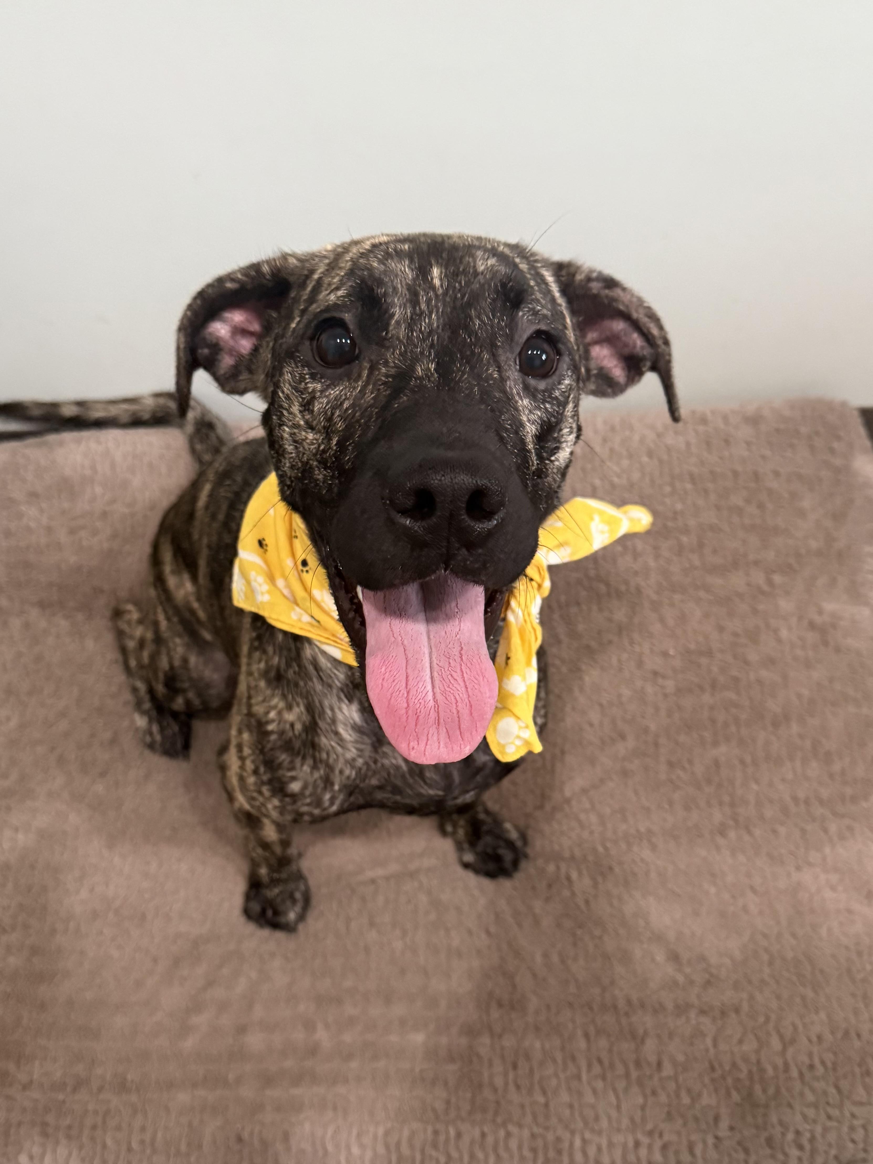 Daisy-Currently Enrolled in Prison Training Program, Adoptable, Adult Female Mixed Breed.