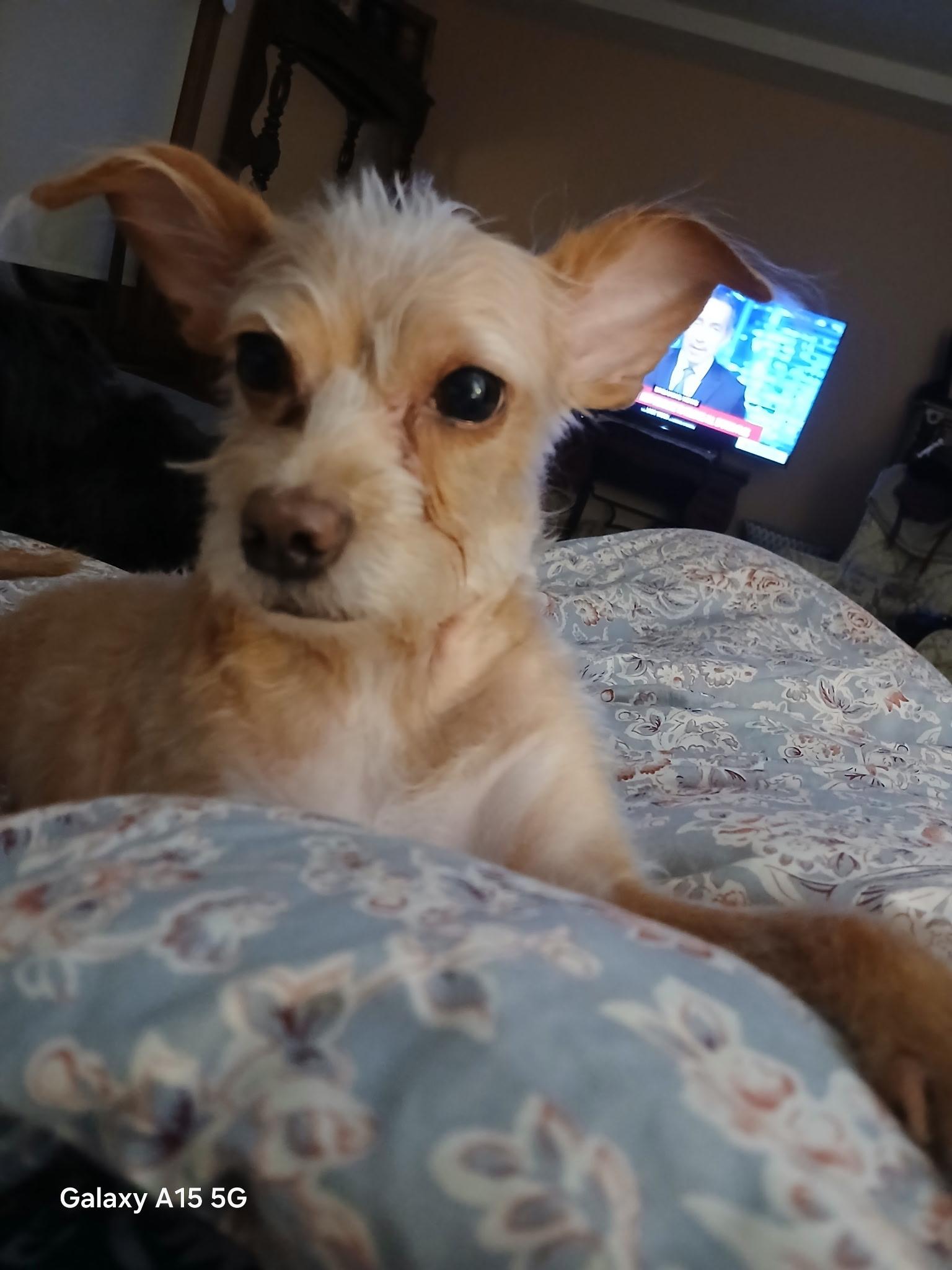 Peach, adopted, Senior Female Terrier.