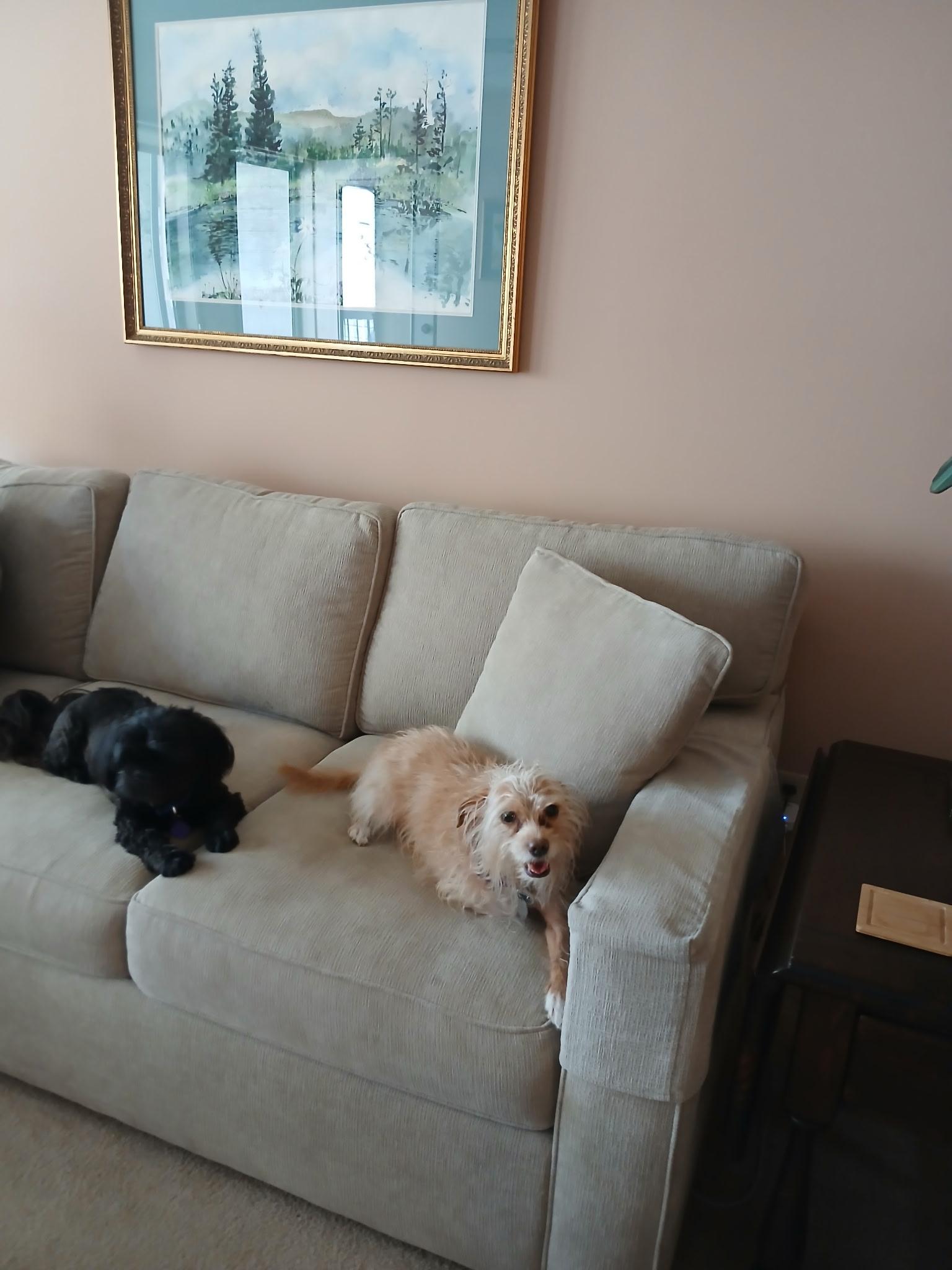 Enlarge Peach, an adopted mixed breed in Parkville, MO image 4/5