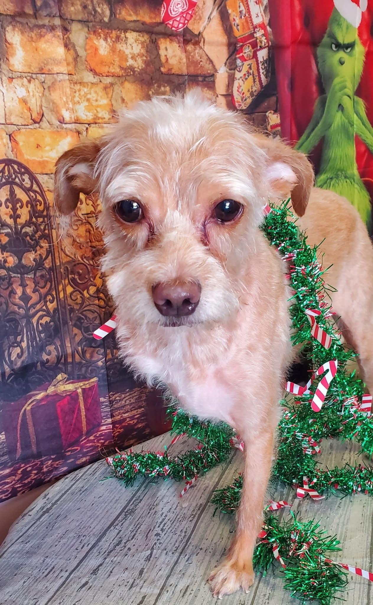 Enlarge Peach, an adopted mixed breed in Parkville, MO image 3/5