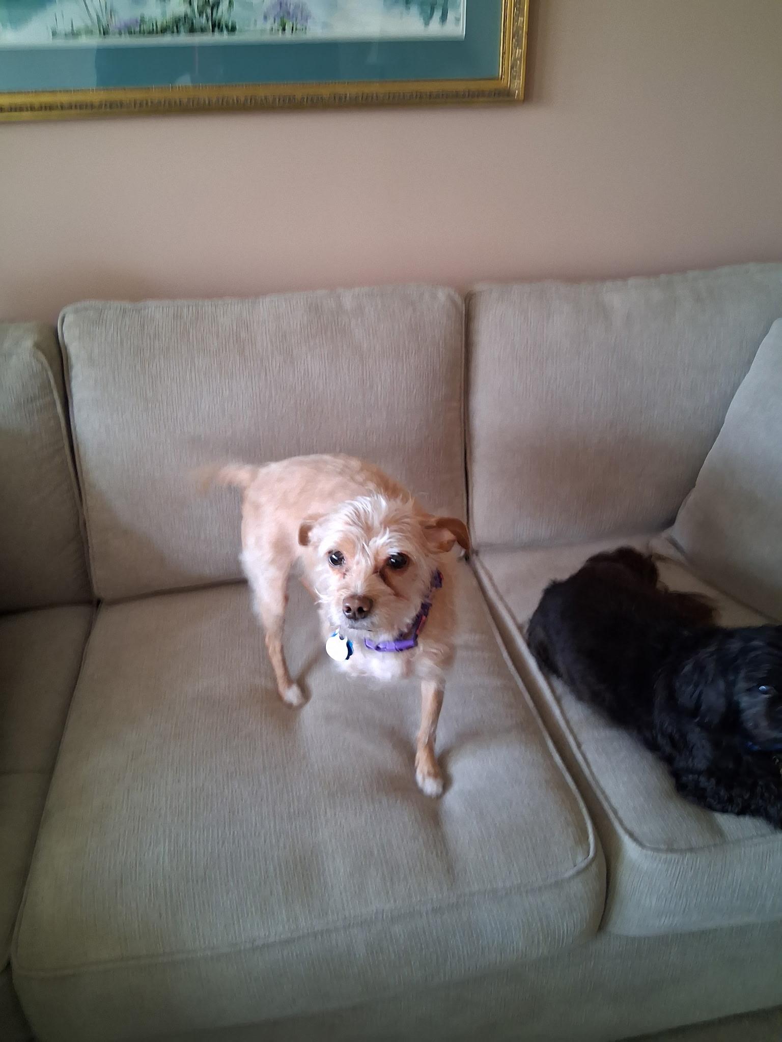 Enlarge Peach, an adopted mixed breed in Parkville, MO image 2/5