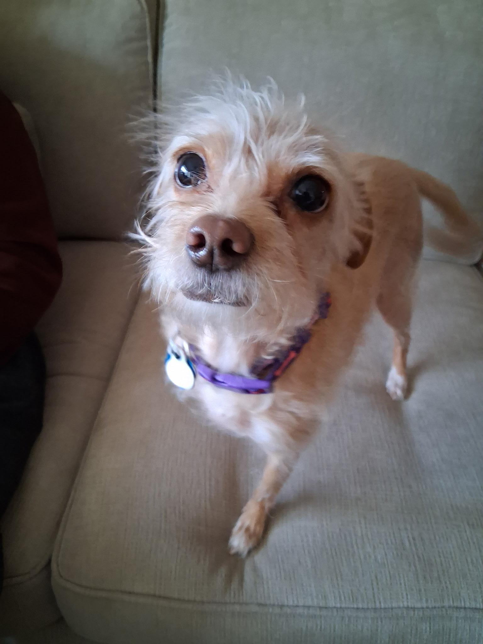 Enlarge Peach, an adopted mixed breed in Parkville, MO image 5/5