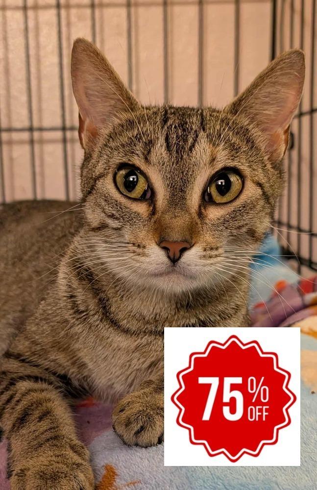 Ivy, a Adoptable Domestic Short Hair in Bolivar, MO image 1/2