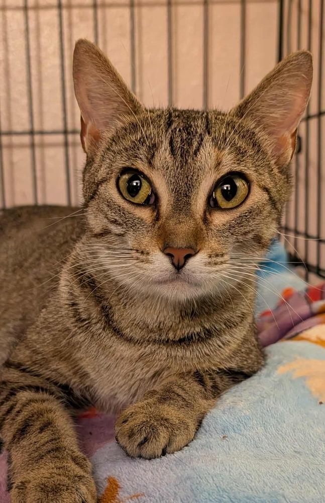 Ivy, Adoptable, Young Female Domestic Short Hair.