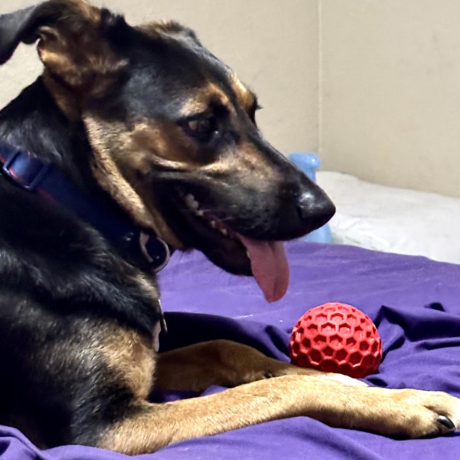 Enlarge Ladybug, a Adoptable mixed breed in st louis, MO image 3/6