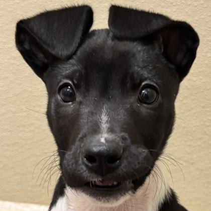 Enlarge Rubik`s Cube, a Adoptable mixed breed in Pleasanton, CA image 1/3