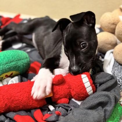 Enlarge Rubik`s Cube, a Adoptable mixed breed in Pleasanton, CA image 2/3