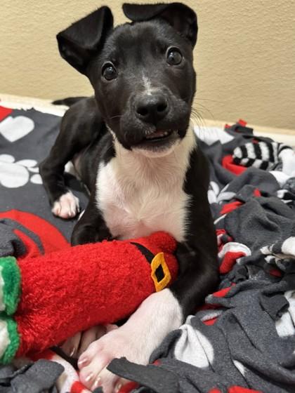 Enlarge Rubik`s Cube, a Adoptable mixed breed in Pleasanton, CA image 3/3