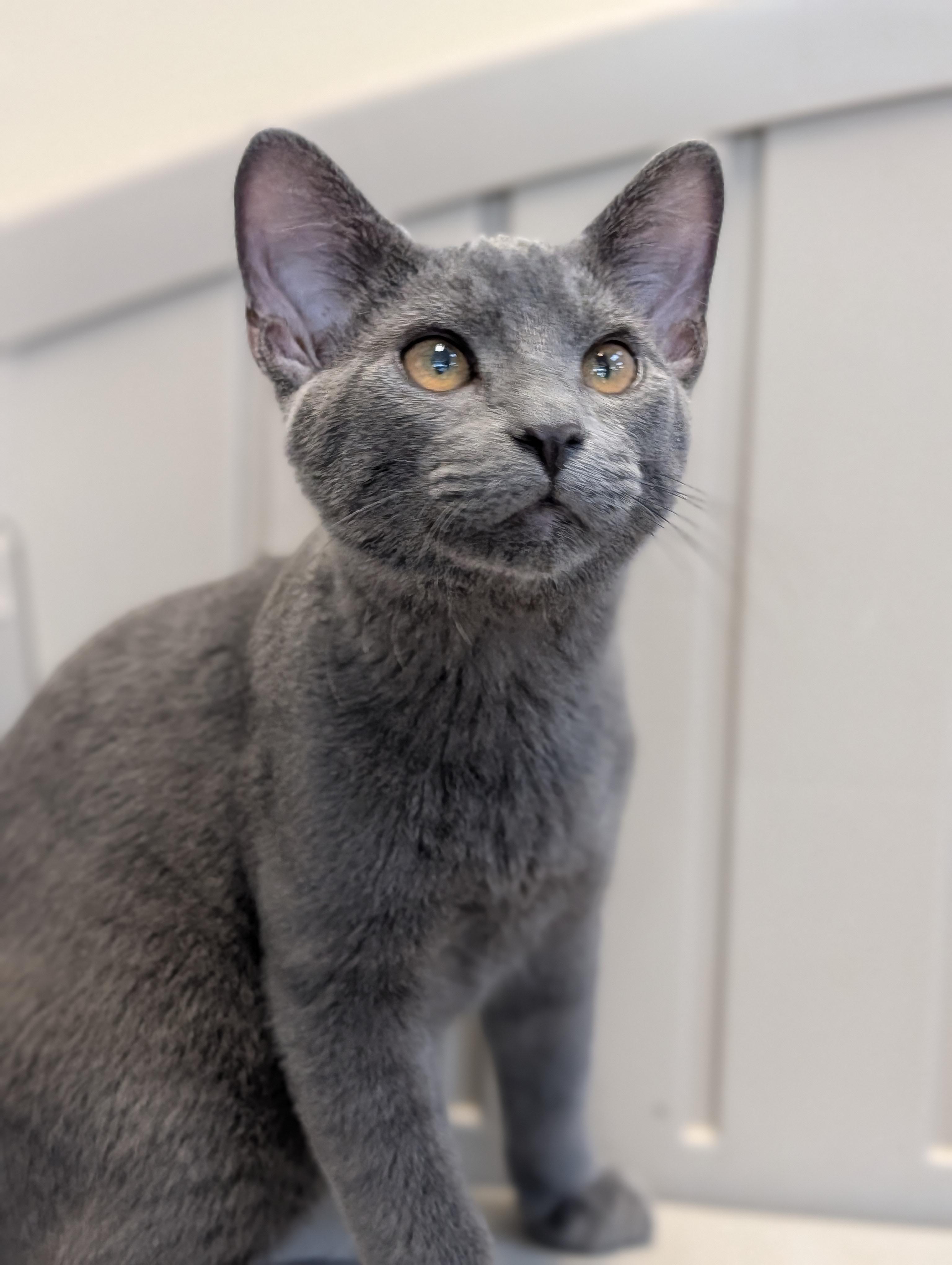 Enlarge Greg, a Adoptable Domestic Short Hair in Decatur, IL image 1/1