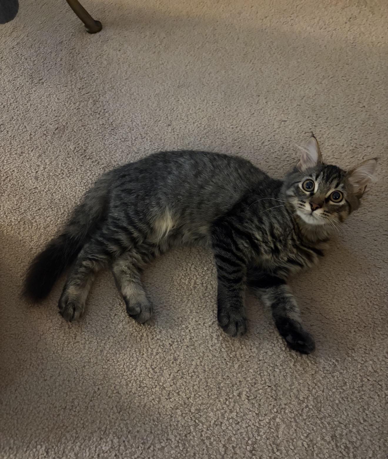 Enlarge Cheddar, a Adoptable mixed breed in farmington, CT image 1/2