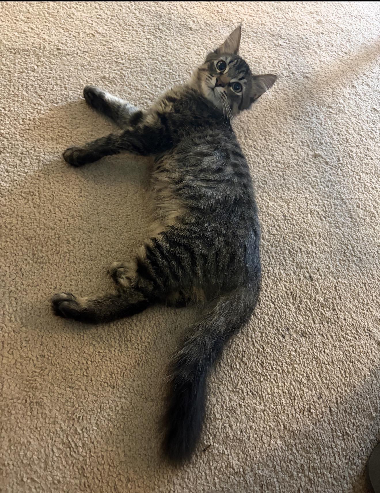 Enlarge Cheddar, a Adoptable mixed breed in farmington, CT image 2/2