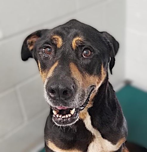 Enlarge Jerry, a Adoptable mixed breed in Warwick, NY image 2/3