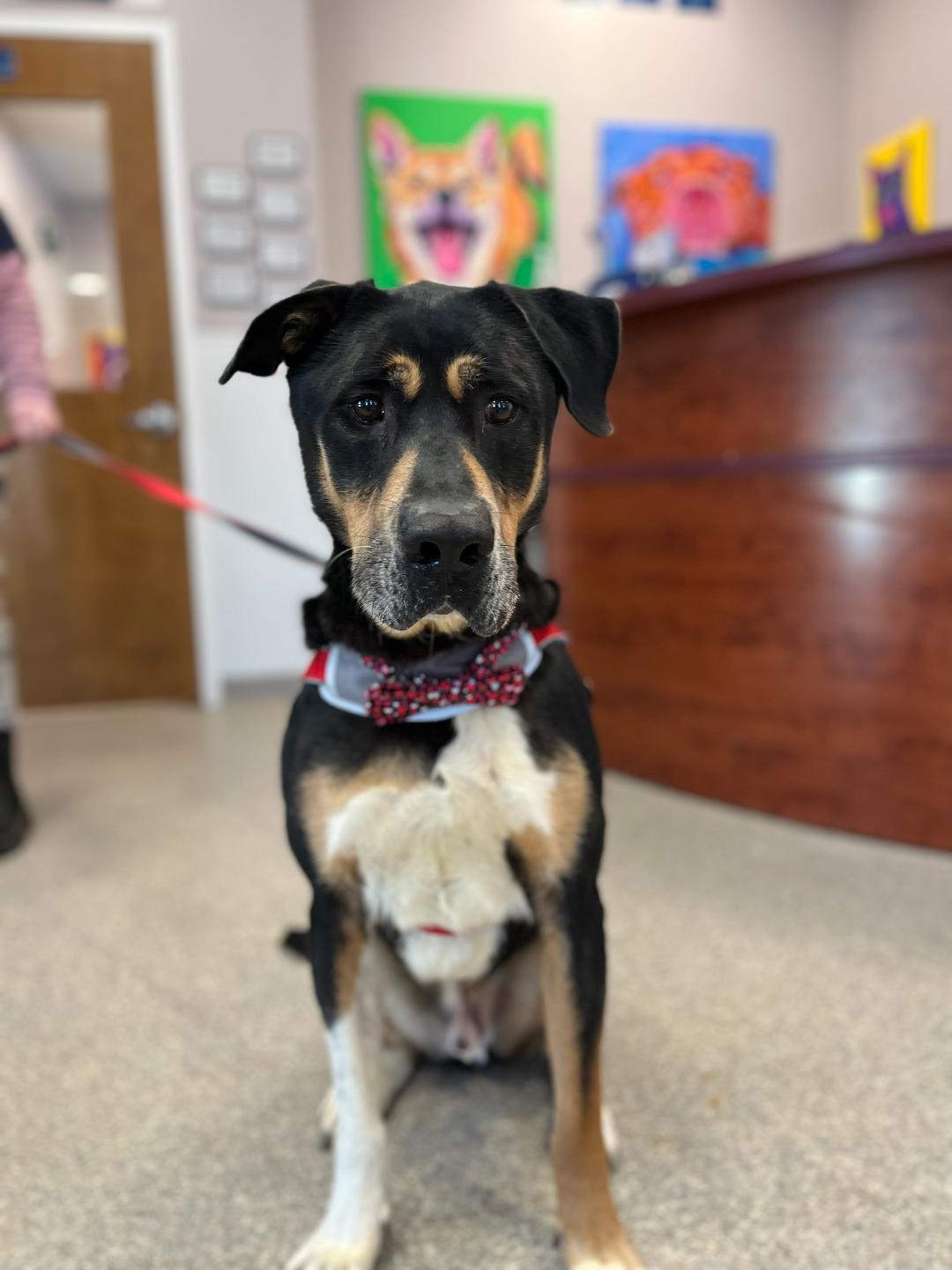 Enlarge Jerry, a Adoptable mixed breed in Warwick, NY image 1/3