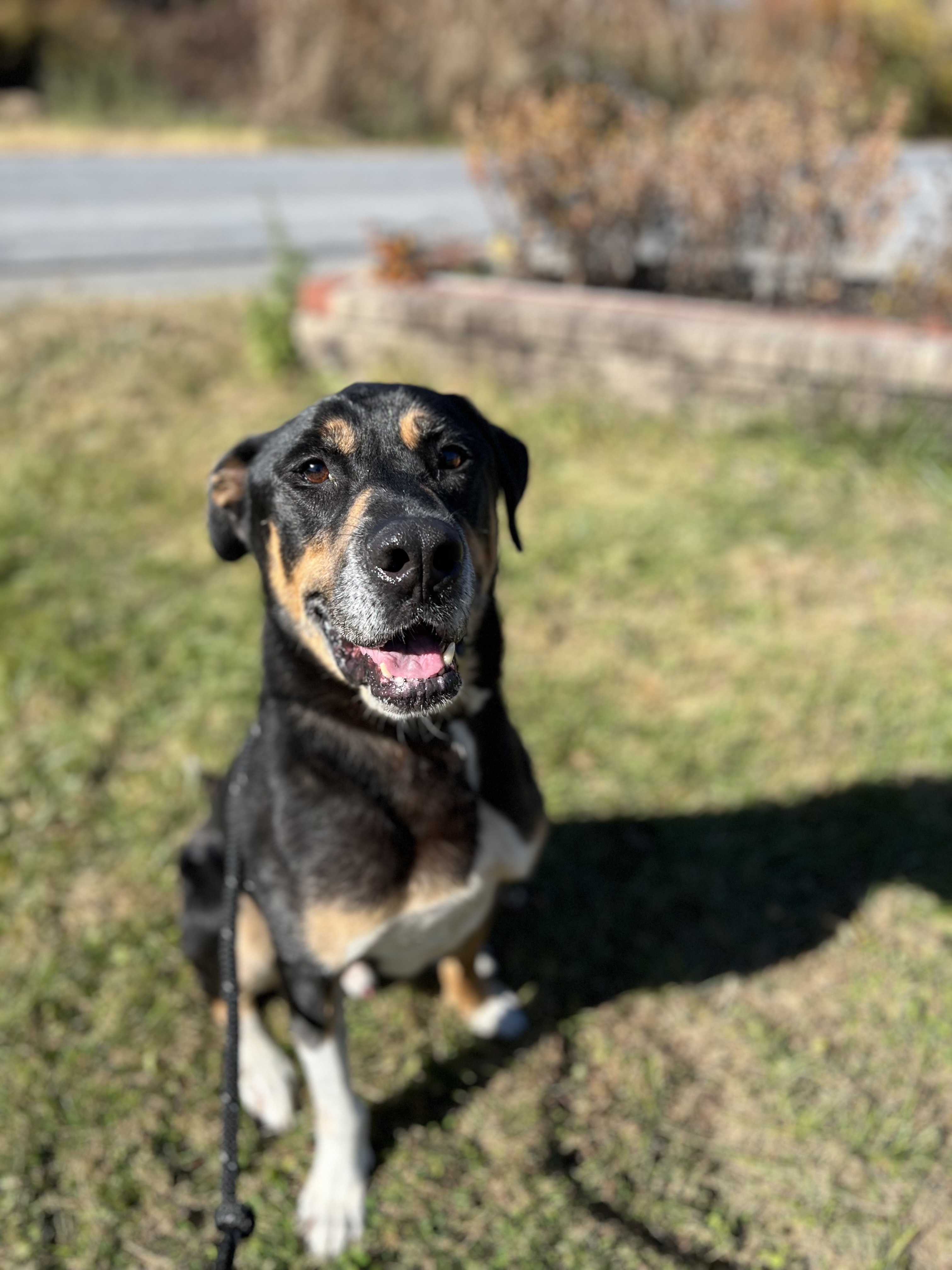 Enlarge Jerry, a Adoptable mixed breed in Warwick, NY image 3/3