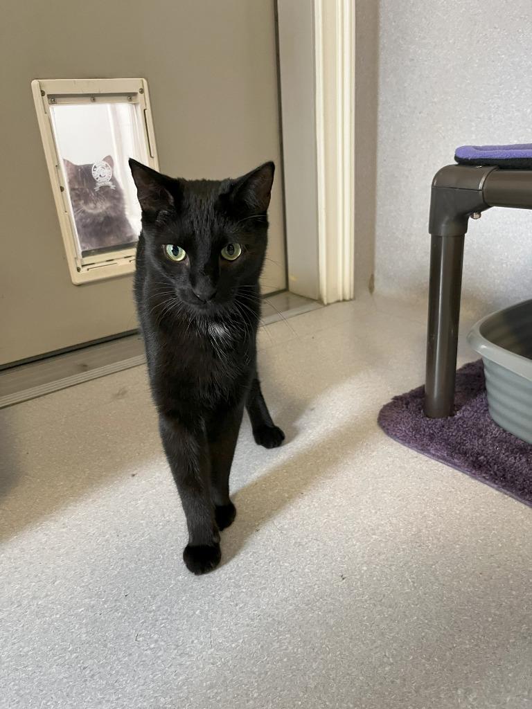 Nicholas, Adoptable, Adult Male Domestic Short Hair.