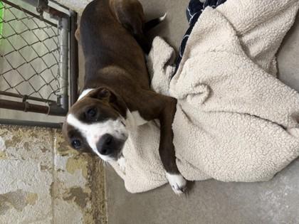 Marie, Adoptable, Young Female Terrier & Mixed Breed.